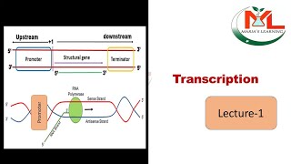 Transcription Lecturer 1 [upl. by Anir]