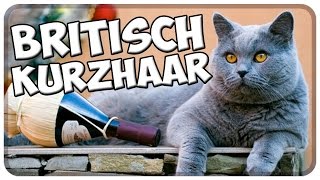 Die BRITISCH KURZHAAR im Rasseportrait 4 JulisTierwelt  british shorthair  BKH [upl. by Kiona991]