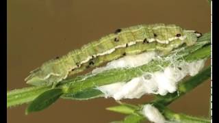 Zombie caterpillar controlled by voodoo wasps [upl. by Yi93]