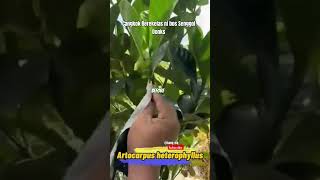 Yuk Cangkok Artocarpus heterophyllus tanaman berkebun cangkok nangka shortsvideo viral fyp [upl. by Kciredor161]