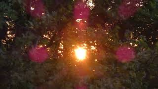 Super Baum Sonne Kunstvideo [upl. by Giffer263]