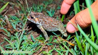 Funny frogs and toads for laugh  Comedy catch frogs funny  Frog catch flying Animal Frog Survival [upl. by Seow381]