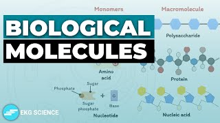 Biological Molecules Carbohydrates Lipids Proteins amp Nucleic Acids [upl. by Ilyk]