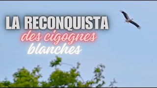 Les cigognes blanches à la reconquête des territoires de France [upl. by Kcuhc]