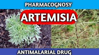 Artemisia Pharmacognosy  Antimalarial Crude Drug  New Syllabus [upl. by Adamec]