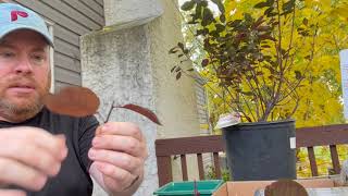 How to propagate the purple sand cherry bush from softwood cuttings [upl. by Aprile]