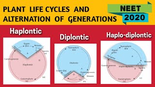 Alternation of generation in Plants NEET 2020  Haplontic Diplontic amp Haplo Diplontic Life Cycle [upl. by Lowson714]