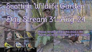 Day Stream August 31st 2024  Bird Feeders Wildlife Cameras Scotland UK from SWG [upl. by Favata]