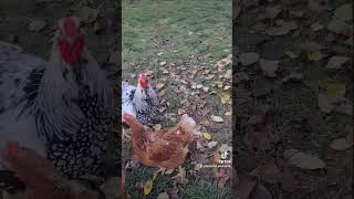 chicken pilići seoskiživot životnaselu zivotinje dorfleben villagelife nature naturelovers [upl. by Yt]