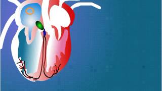 Myogenic control of Heart and Function of SA node pace maker AV Node [upl. by Gabe]