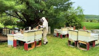 The Joy of Beekeeping [upl. by Fabrianne]