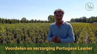 Voordelen en verzorging van de Portugese laurier  Jurgen Smit  Haagplantennet [upl. by Carper]