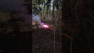 Colour crackling candle firecracker fireworksfactory fireworks entertainment sivakasi [upl. by Klos]