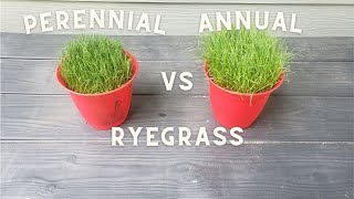 Annual vs perennial ryegrass for bermuda winter overseed [upl. by Amles]