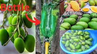 Easiest Way To Harvest Mango  आम तोड़ने का सबसे आसान तरीका  village vlog 🥭🏡 [upl. by Prospero]