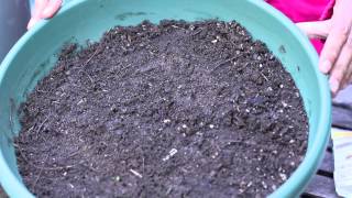 How Do I Germinate Sunflower Seeds  Planting the Seed [upl. by Ennobe]