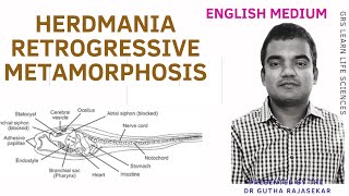 Herdmania retrogressive metamorphosis ascidian tadpole larva urochordata metamorphosis NEET [upl. by Cita523]