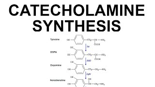 Catecholamine Synthesis [upl. by Anaihs]