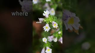 Eyebright  A Natural Solution for Catarrh Relief  Medicinal Plants  Blissed Zone [upl. by Radborne]