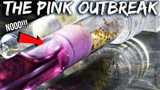 OH NO MY FIRE ANTS ARE IN DANGER  The quotPink Outbreakquot [upl. by Stu97]