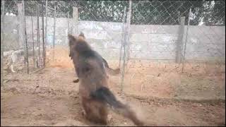 garman shaft dog vlogchannel germanshepherd tendigs [upl. by Abisia]