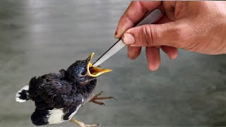 Baby bird feeding and raising  How to feed a baby bird [upl. by Anis]