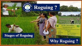 Roguing in Seed Production  Roguing with DK Arya Sir  What is Roguing [upl. by Nnylyaj138]