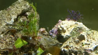 Colorful macro algae  SALE New introduction [upl. by Warton374]