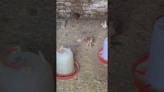 Home poultry  Young Chicken 🐣 🐥 homestead tour chicken farm modern homestead poultry farming [upl. by Burny]