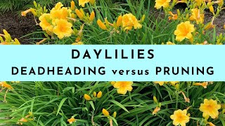 Deadheading Daylilies versus Pruning Daylilies [upl. by Drehcir]