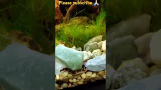 kuhli loach eating during feeding time with Angel fishes loach fish shorts aquarium angelfish [upl. by Tena]