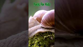 Facts For Kids  Snails [upl. by Kandace115]