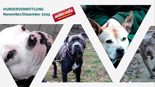 Hundevermittlung  NovemberDezember 2023 Tierheim Hannover TV [upl. by Serles]