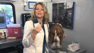 WLTDO Ask Doc Halligan  The Importance of Microchipping [upl. by Tayib]