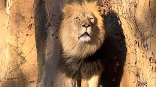 Epic African Lion Roar 🦁 [upl. by Eerehc]