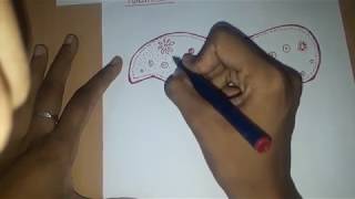 Paramecium diagram [upl. by Mat]