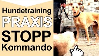 Hundetraining  Stopp Kommando  Hundetraining Online Tipps [upl. by Ellirpa]