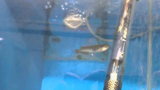 Jardini Arowana Fry For Sale [upl. by Asilaj]