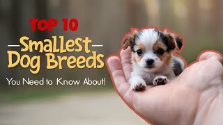 Top 10 Smallest Dog Breeds You Need to Know About [upl. by Giaimo]