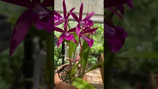 A reliable bloomer BCHamlyn’s Magic reels shorts orchid flowers beautiful garden [upl. by Arocet]