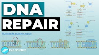 DNA Repair amp Recombination  Cell Biology [upl. by Heymann]