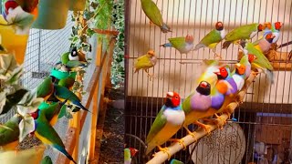 😍13 കളർ ഫിഞ്ച് 🦜🌈  Gouldian Finches Color Mutations  Finches Birds In Malayalam  MY PET PLANT [upl. by Ynney]