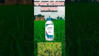 Dhanuka Godiwa Super Azoxystrobin 182 ww  Difenoconazole 114 ww SC Fungicide 🌾🌾🌾🌿 [upl. by Jayne]