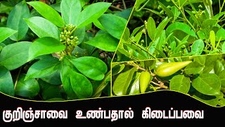 குறிஞ்சாவை உண்பதால் கிடைப்பவை  Gymnema sylvestre  Arokiyamaka Vala  IBC [upl. by Chancelor]