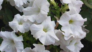 How to collect petunia seedspetunia ke beej kaise collect kareGreen Garden Gujarat [upl. by Oicor]