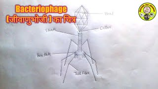 biology diagram how to draw bacteriophage structure [upl. by Ennairod]