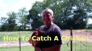 HOW TO CATCH A CHICKEN Without Running Around Like An Idiot [upl. by Hammad]