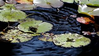 2 Frogs On Lily Pads 1 Hops [upl. by Garibald]