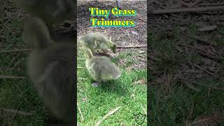 Gosling Gardeners Are Tiny Grass Trimmers in Action goose shorts [upl. by Doble]