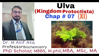 Kingdom Protoctista ULVA XI Chap 7  DR M ATIF ATA [upl. by Asserat932]